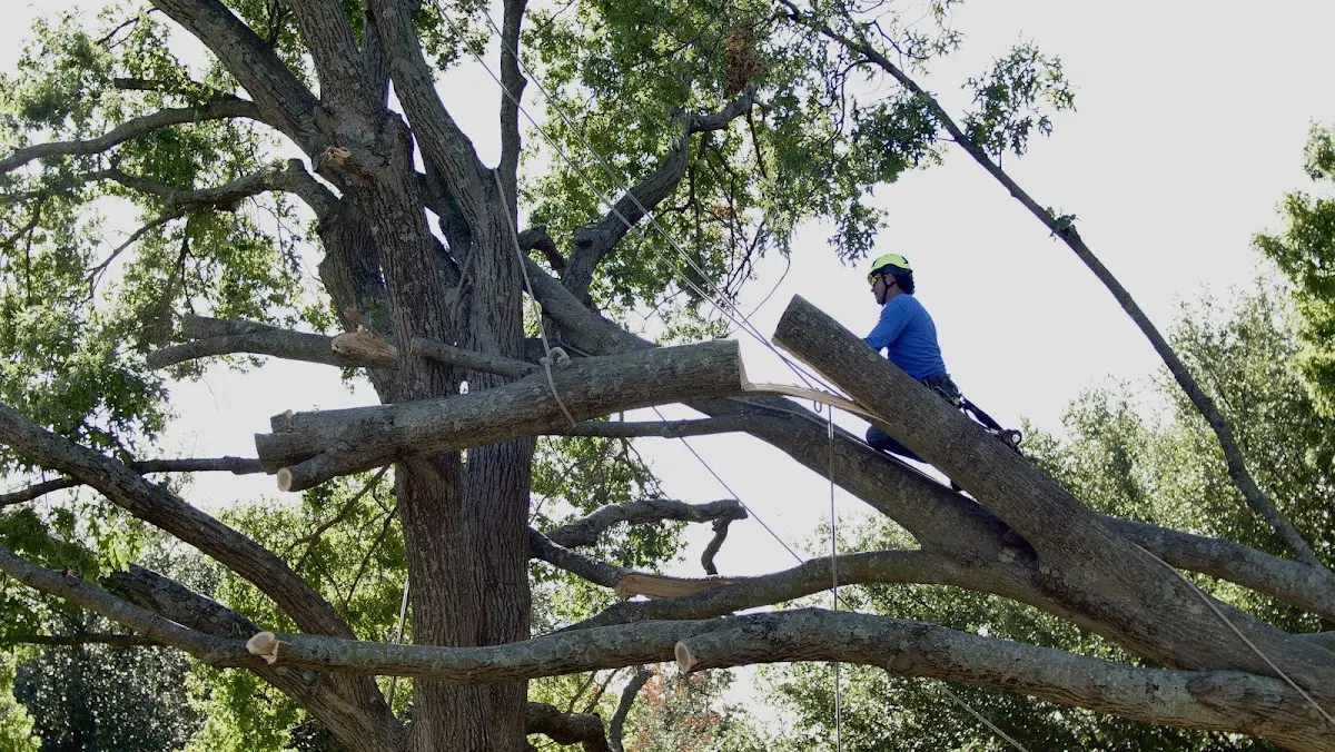Professional Crown Thinning performed by certified arborists in Otoe